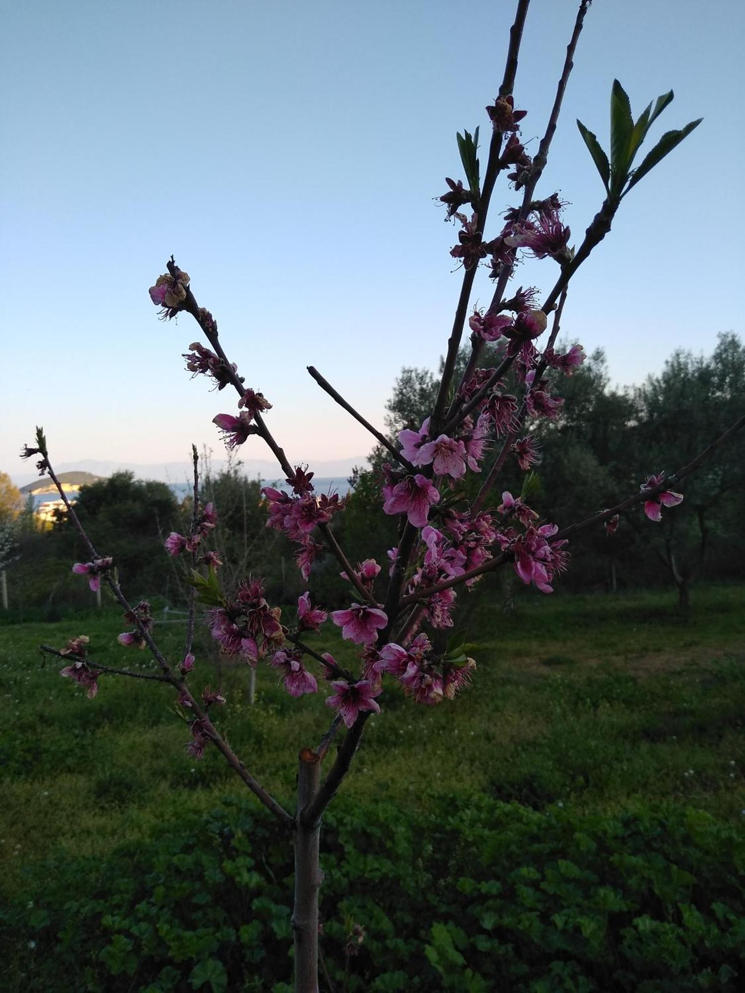Martha'S Villa Nea Iraklitsa Екстериор снимка